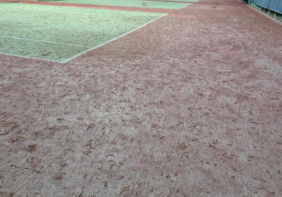 구리시립테니스장 낙엽 정리(2025. 12. 2.)